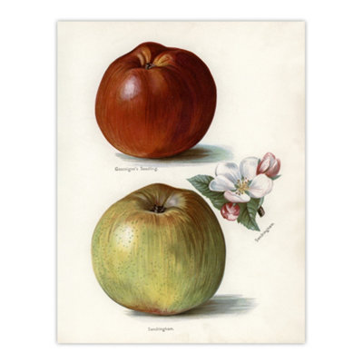 Artery8 Gascoignes Seedling Sandringham Apples Wright Wall Art Poster Print 12X16" from B&Q