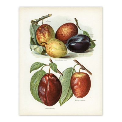 Artery8 Plum Varieties Vintage Illustration Wright Wall Art Poster Print 12X16" from B&Q