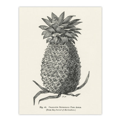 Artery8 Vintage Black White Pineapple Illustration Wright Wall Art Poster Print 12X16" from B&Q