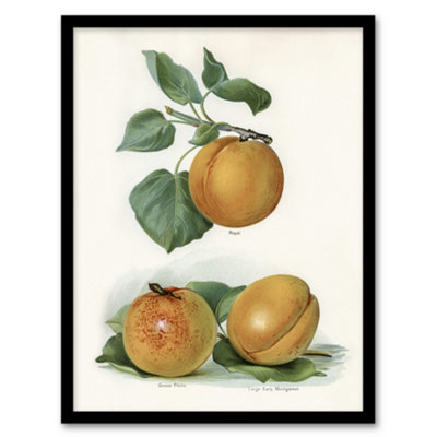 Artery8 Vintage Fruit Illustration Of Apricots Wright Framed Wall Art Print 12X16" from B&Q