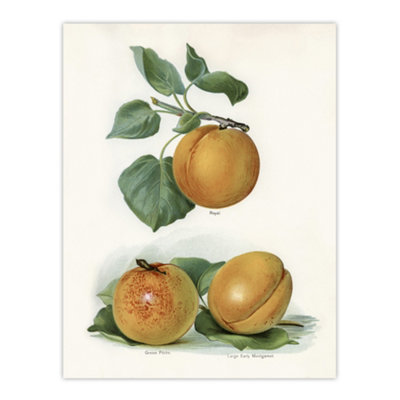 Artery8 Vintage Fruit Illustration Of Apricots Wright Wall Art Poster Print 12X16" from B&Q