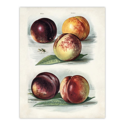 Artery8 Vintage Fruit Illustration Peach Varieties Wright Wall Art Poster Print 12X16" from B&Q