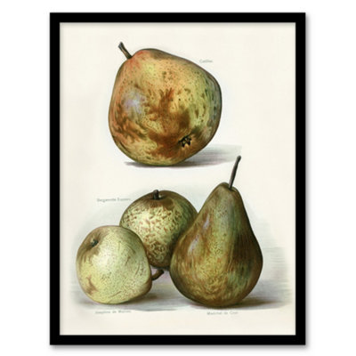 Artery8 Pear Varieties Vintage Fruit Illustration Wright Framed Wall Art Print 12X16" from B&Q
