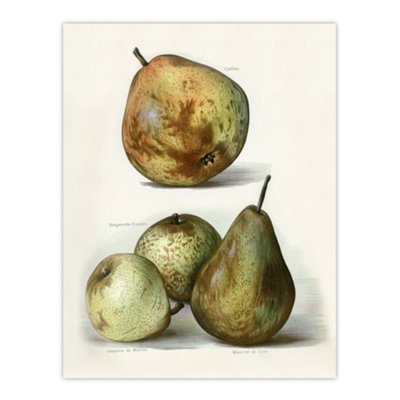 Artery8 Pear Varieties Vintage Fruit Illustration Wright Wall Art Poster Print 12X16" from B&Q