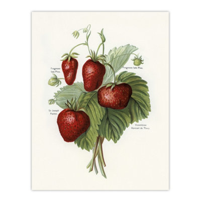 Artery8 Vintage Fruit Illustration Of Strawberries Wright Wall Art Poster Print 12X16" from B&Q