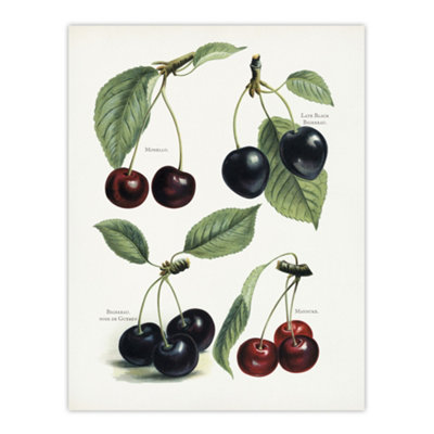 Artery8 Vintage Illustration Of Cherry Varieties Wright Wall Art Poster Print 12X16" from B&Q