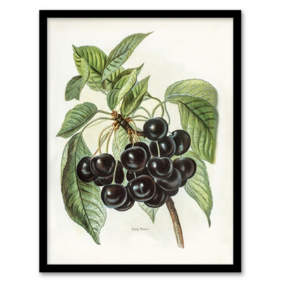 Artery8 Vintage Artwork Of Early Rivers Cherries Wright Framed Wall Art Print 12X16" from B&Q