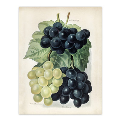 Artery8 Vintage Illustration Of Grape Varieties Wright Wall Art Poster Print 12X16" from B&Q