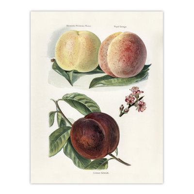 Artery8 Vintage Illustration Of Peach Varieties Wright Wall Art Poster Print 12X16" from B&Q