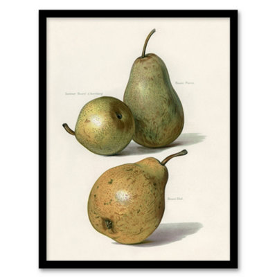 Artery8 Vintage Illustration Of Pear Varieties Wright Framed Wall Art Print 12X16" from B&Q