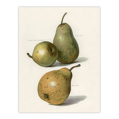 Artery8 Vintage Illustration Of Pear Varieties Wright Wall Art Poster Print 12X16" from B&Q