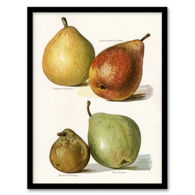 Artery8 Four Pear Varieties Vintage Illustration Wright Framed Wall Art Print 12X16" from B&Q