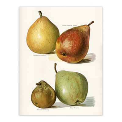 Artery8 Four Pear Varieties Vintage Illustration Wright Wall Art Poster Print 12X16" from B&Q