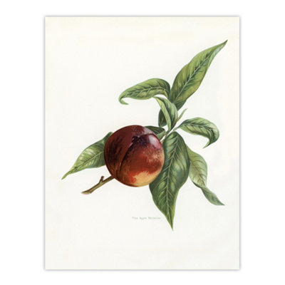 Artery8 Vintage Artwork Of Pine Apple Nectarine Wright Wall Art Poster Print 12X16" from B&Q