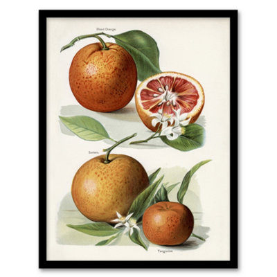 Artery8 Vintage Artwork Of Orange Citrus Fruits Wright Framed Wall Art Print 12X16" from B&Q