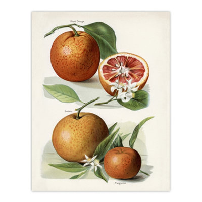 Artery8 Vintage Artwork Of Orange Citrus Fruits Wright Wall Art Poster Print 12X16" from B&Q