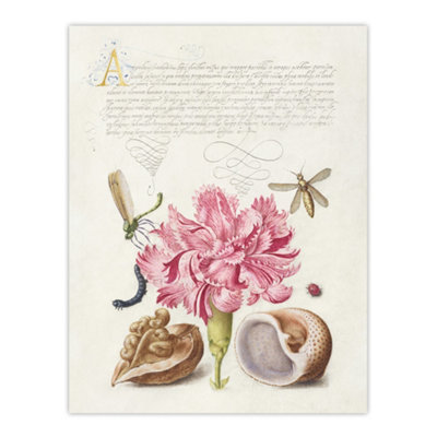 B&Q -  Carnation Walnut And Mollusk Calligraphy Wall Art Poster Print 12X16"