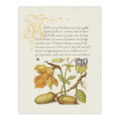 Artery8 Daffodil Flower And Oak Acorns Calligraphy Wall Art Poster Print 12X16" from B&Q