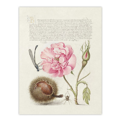 Artery8 Damselfly Rose Chestnut Spider Calligraphy Wall Art Poster Print 12X16" from B&Q