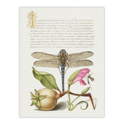 Artery8 Dragonfly Pear And Carnation Calligraphy Wall Art Poster Print 12X16" from B&Q
