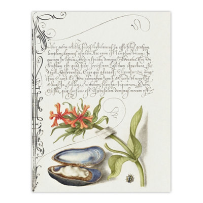 Artery8 Flower Mussel And Ladybird Calligraphy Wall Art Poster Print 12X16" from B&Q
