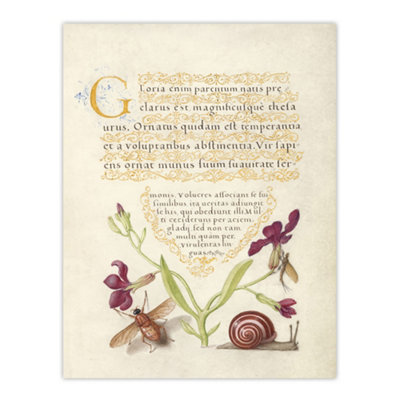 Artery8 Gillyflower Fly Mayfly And Snail Calligraphy Wall Art Poster Print 12X16" from B&Q