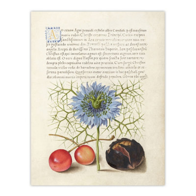 B&Q -  Love In A Mist And Cherries Calligraphy Wall Art Poster Print 12X16"