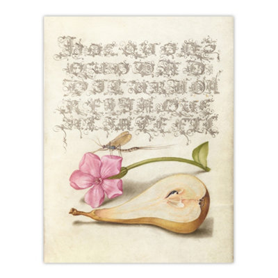 Artery8 Mayfly Red Campion And Pear Calligraphy Wall Art Poster Print 12X16" from B&Q