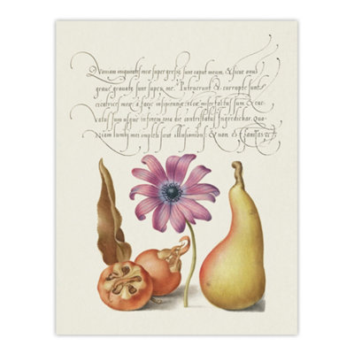 Artery8 Medlar Poppy Anemone And Pear Calligraphy Wall Art Poster Print 12X16" from B&Q