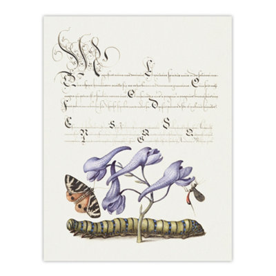 Artery8 Butterfly Caterpillar And Flower Calligraphy Wall Art Poster Print 12X16" from B&Q