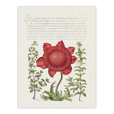 B&Q -  Poppy Anemone And Myrtle Calligraphy Wall Art Poster Print 12X16"
