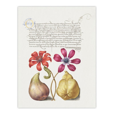 Artery8 Poppy Anemone Fig And Quince Calligraphy Wall Art Poster Print 12X16" from B&Q