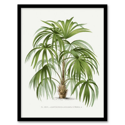 Artery8 Acathophiza Aculeata Palm Tree Kerchove Framed Wall Art Print 12X16" from B&Q