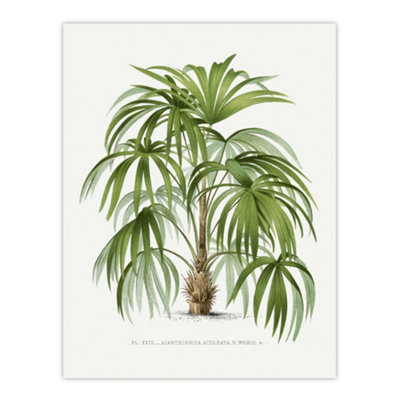 Artery8 Acathophiza Aculeata Palm Tree Kerchove Wall Art Poster Print 12X16" from B&Q