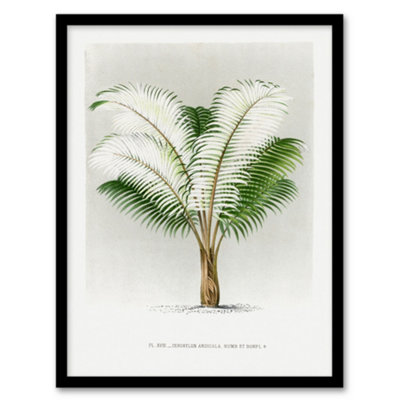 Artery8 Ceroxylon Anticola Palm Tree Kerchove Framed Wall Art Print 12X16" from B&Q