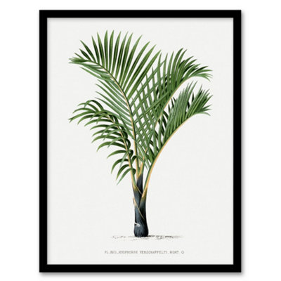 Artery8 Hyophorbe Verschaffelti Palm Tree Kerchove Framed Wall Art Print 12X16" from B&Q