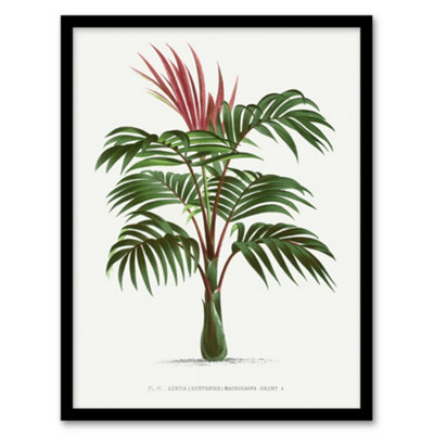 Artery8 Kentiopsis Macrocarpa Palm Tree Kerchove Framed Wall Art Print 12X16" from B&Q
