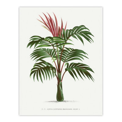 Artery8 Kentiopsis Macrocarpa Palm Tree Kerchove Wall Art Poster Print 12X16" from B&Q