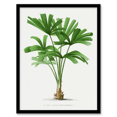 Artery8 Licuala Spinosa Palm Tree Oswald De Kerchove Framed Wall Art Print 12X16" from B&Q
