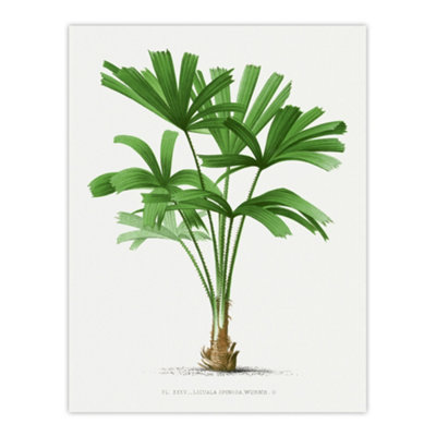 Artery8 Licuala Spinosa Palm Tree Oswald De Kerchove Wall Art Poster Print 12X16" from B&Q