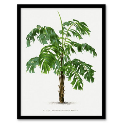 Artery8 Martinezia Lindeniana Palm Tree Kerchove Framed Wall Art Print 12X16" from B&Q