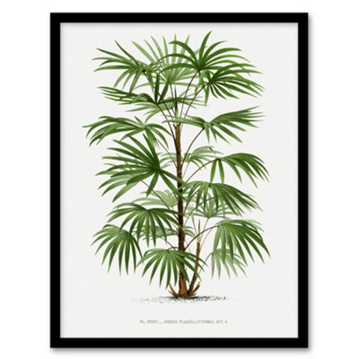 Artery8 Rhapis Flabelliformis Palm Tree Kerchove Framed Wall Art Print 12X16" from B&Q
