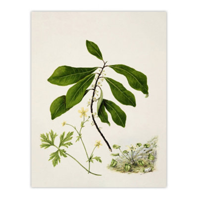Artery8 Caltha New Zealand Marsh Marigold Plant Featon Wall Art Poster Print 12X16" from B&Q