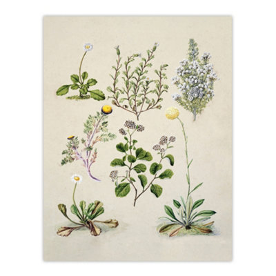 Artery8 Native New Zealand Wildflowers Artwork Featon Wall Art Poster Print 12X16" from B&Q