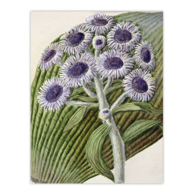 Artery8 New Zealand Antarctic Daisy Flowers Featon Wall Art Poster Print 12X16" from B&Q