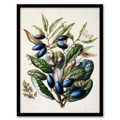 Artery8 New Zealand Taraire Fruit Branch Featon Framed Wall Art Print 12X16" from B&Q