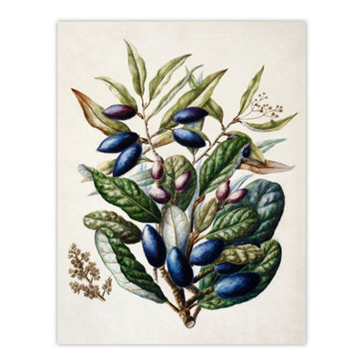 Artery8 New Zealand Taraire Fruit Branch Featon Wall Art Poster Print 12X16" from B&Q