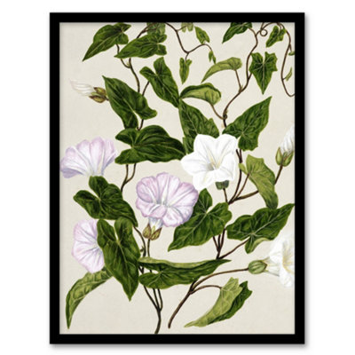 Artery8 New Zealand Bindweed Wildflowers Featon Framed Wall Art Print 12X16" from B&Q