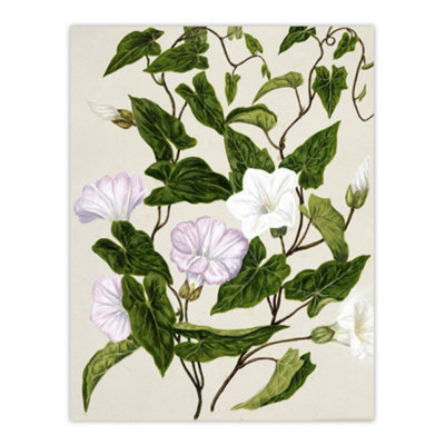 Artery8 New Zealand Bindweed Wildflowers Featon Wall Art Poster Print 12X16" from B&Q