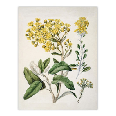 Artery8 New Zealand Brachyglottis Daisy Flowers Featon Wall Art Poster Print 12X16" from B&Q
